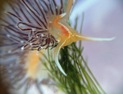 Sakuraeolis enosimensis