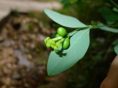 Wikstroemia nutans
