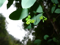 Wikstroemia nutans