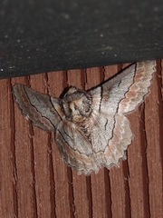 Hypobapta tachyhalotaria