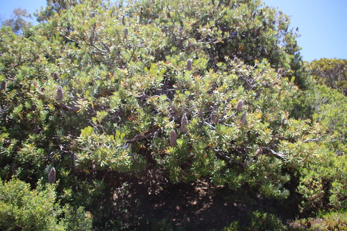 Image of Banksia verticillata by (c) Em Lamond, some rights reserved (CC BY)