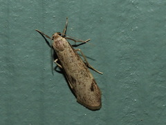 Graphosia stenopepla