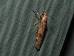 Graphosia stenopepla