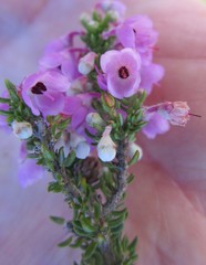 Erica chamissonis
