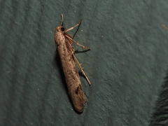 Graphosia stenopepla