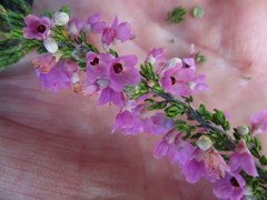 Erica chamissonis
