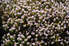Andersonia