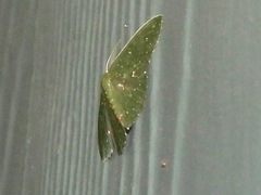 Prasinocyma iosticta