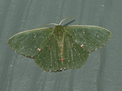 Prasinocyma iosticta