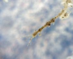 Caprella penantis