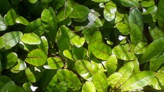 Mazus novaezeelandiae