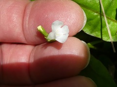 Mazus novaezeelandiae