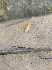 Nasutitermes parvonasutus