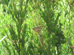 Chrysolarentia leucozona