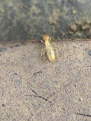 Nasutitermes parvonasutus