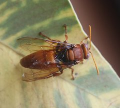 Sphecius pectoralis