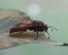 Sphecius pectoralis