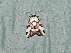 Thallarcha staurocola