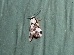 Thallarcha staurocola