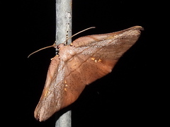 Xenomusa metallica