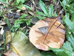 Ypthima pandocus corticaria