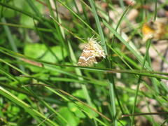 Chrysolarentia polycarpa