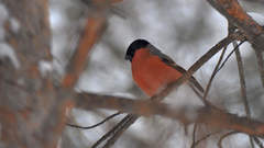 Pyrrhula pyrrhula