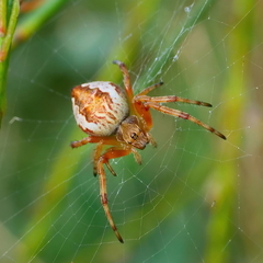 Salsa brisbanae