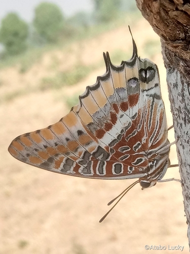 Cream-bordered Charaxes