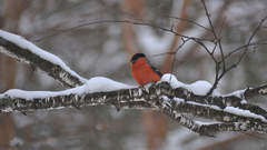 Pyrrhula pyrrhula