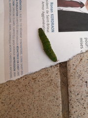 Insecta
