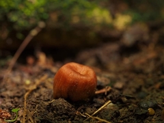 Podohydnangium