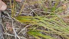 Trachyandra chlamydophylla