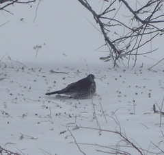 Turdus pilaris
