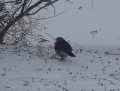 Turdus pilaris