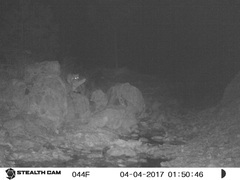 Bassariscus astutus flavus