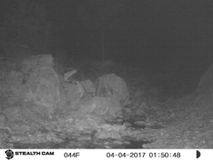 Bassariscus astutus flavus