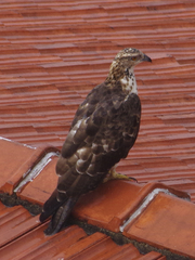 Pernis ptilorhynchus orientalis
