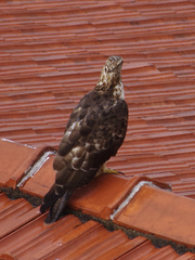 Pernis ptilorhynchus orientalis