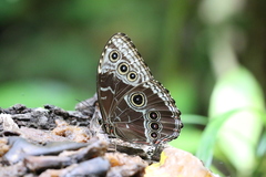 Morpho helenor marinita