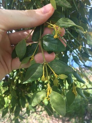 Notothixos subaureus