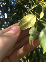 Notothixos subaureus