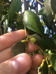 Notothixos subaureus