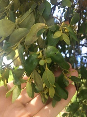 Notothixos subaureus