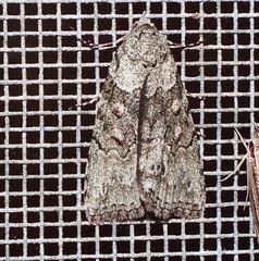 Calathusa basicunea