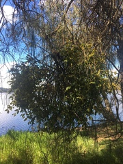 Notothixos subaureus