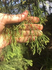 Exocarpos cupressiformis