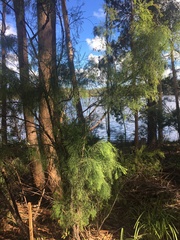 Exocarpos cupressiformis