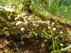 Asterella marginata