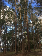 Eucalyptus pilularis